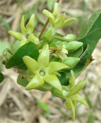 Telosma pallida